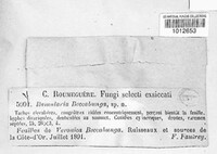 Ramularia beccabungae image